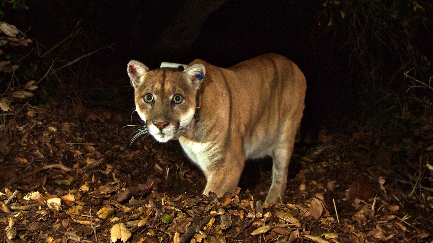 Griffith Park's own P-22 was looking healthy again in late 2014, several months after treatment for rat poisoning and mange.