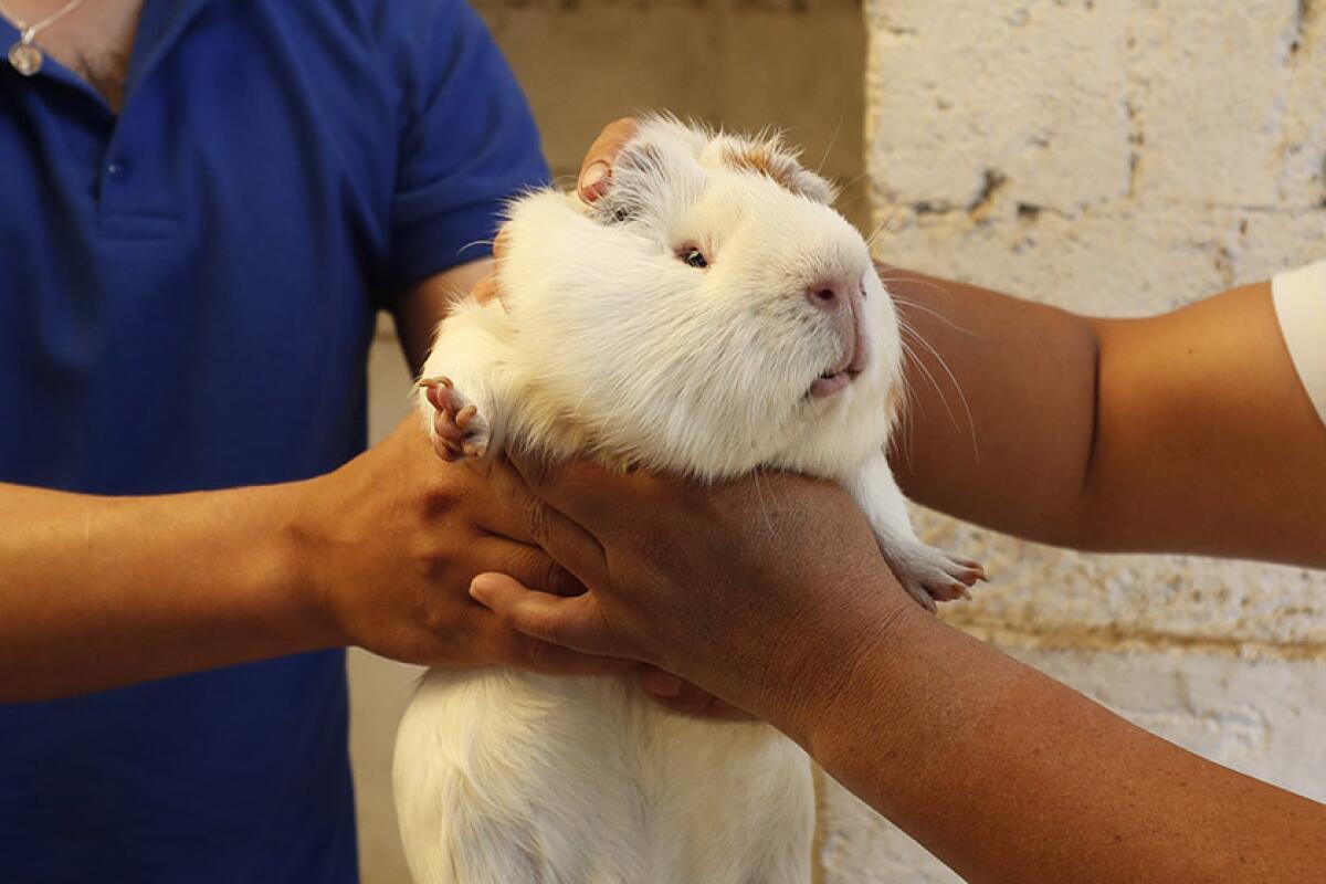 Ecuador guinea pig ice cream
