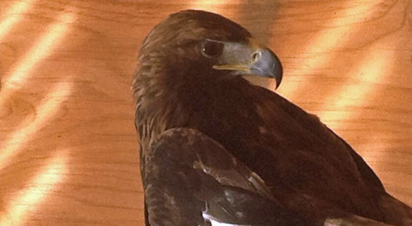 New Mexico Bird Of Prey Rescue Center Threatened By Lack Of