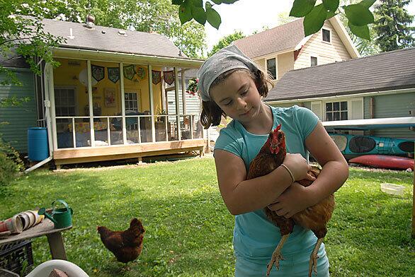 Nine-year-old Evie Lynch interacts with her family's chickens