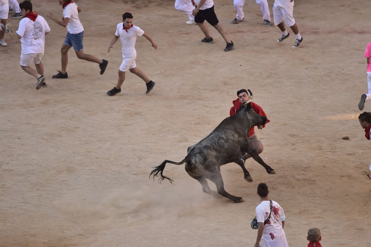 A calf charges in the bullring after the running of the bulls at the San Fermin Festival in Pamplona, northern Spain, Wednesday, July 13, 2022. Revellers from around the world flock to Pamplona every year for nine days of uninterrupted partying in Pamplona's famed running of the bulls festival which was suspended for the past two years because of the coronavirus pandemic. (AP Photo/Alvaro Barrientos)