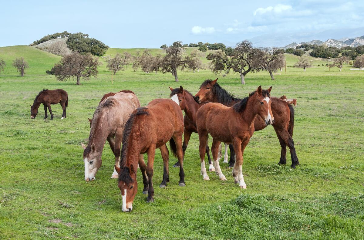 Horses graze on grass on a ranch in Santa Ynez Valley.