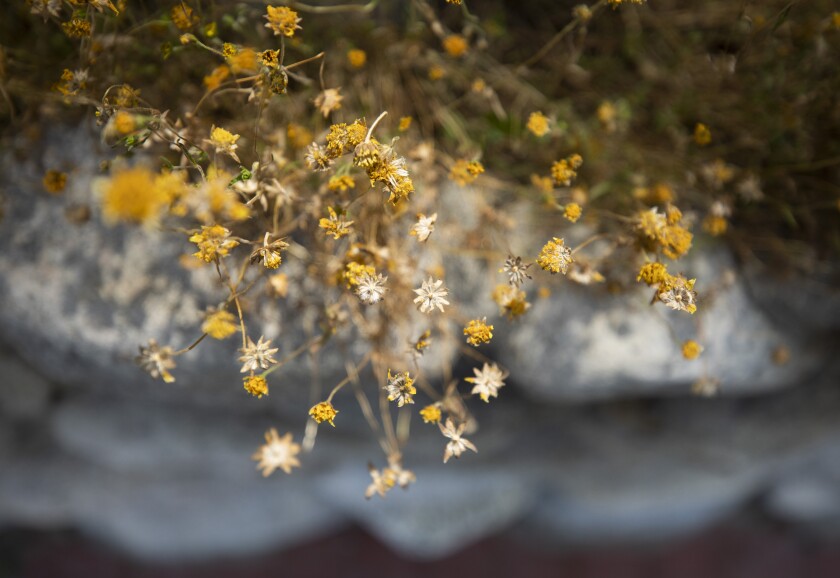 Goldfields, which bloom from March to May, will go dormant during the dry, hot summer months.