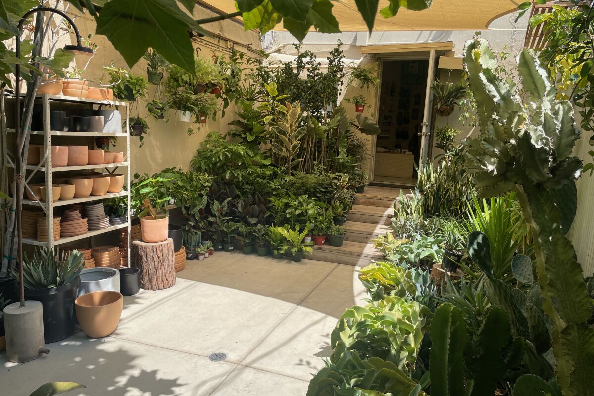 A patio filled with plants, and at left a shelf of terra cotta plants