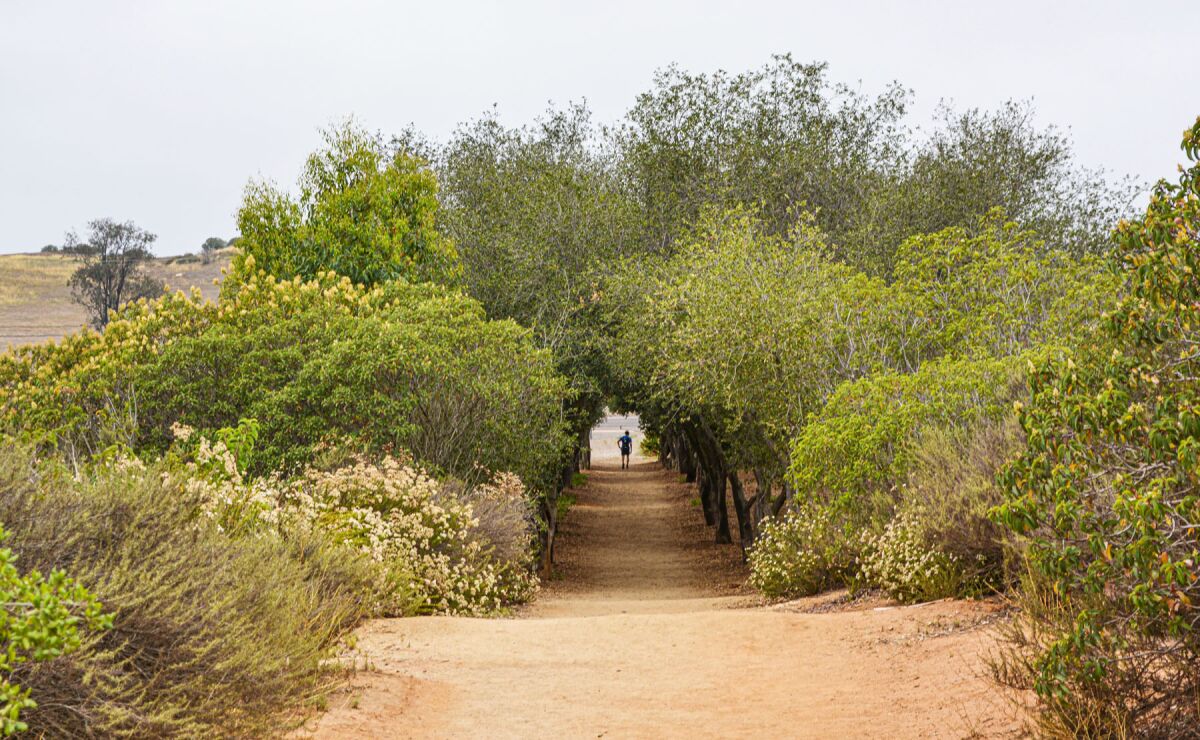 Iron Mountain, one of San Diego County's most popular hiking trails.