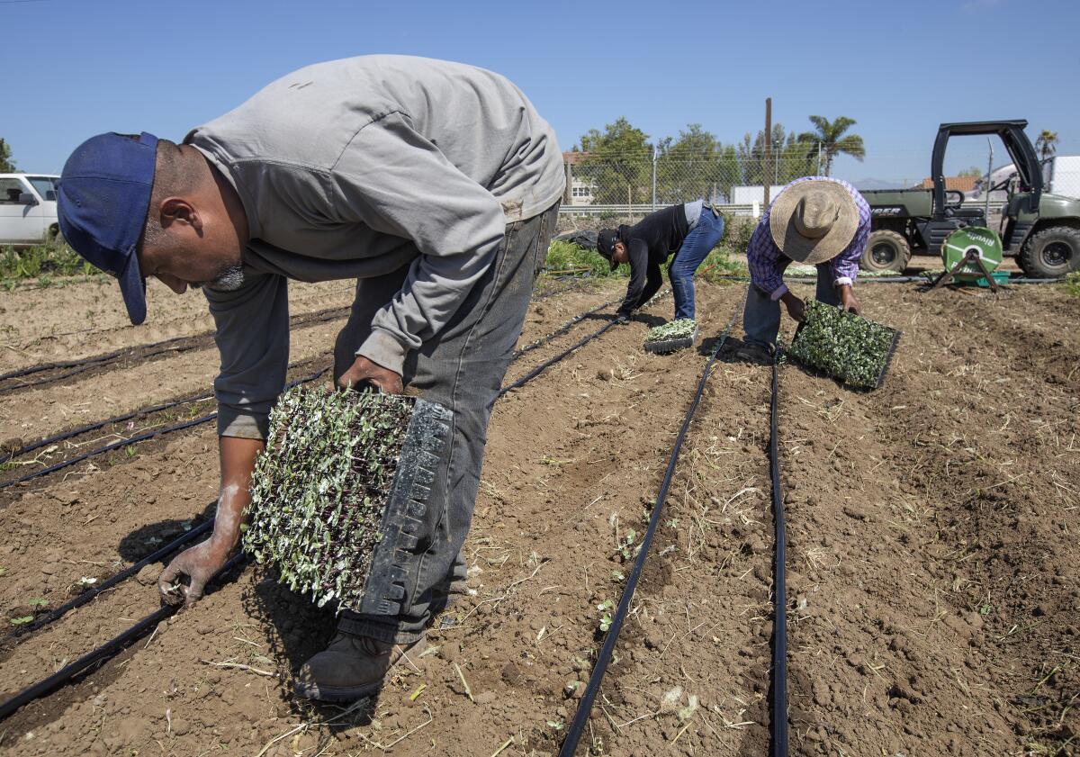 Workers plant sunflowers on a farm in Oxnard on April 1.