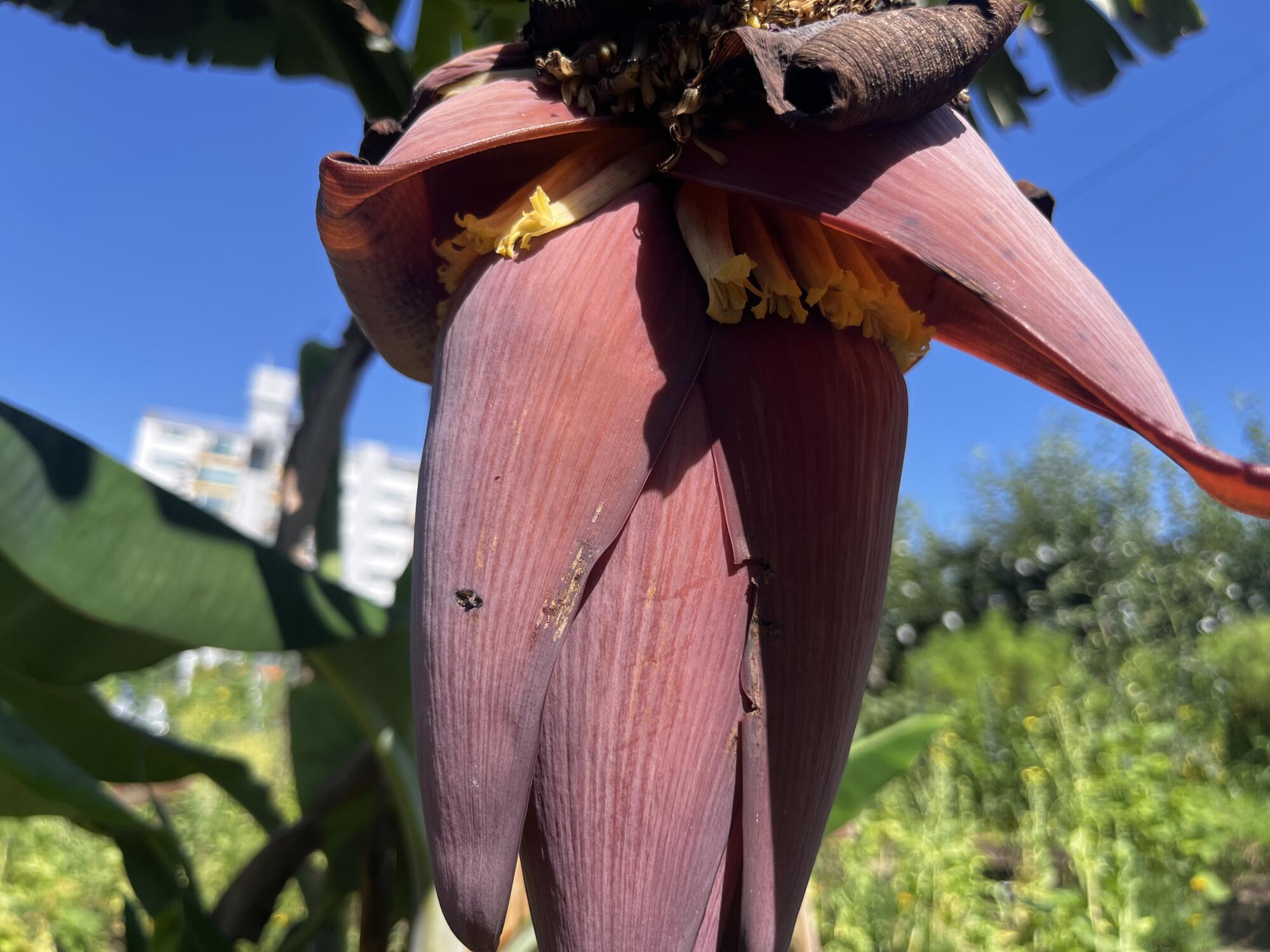 A hanging banana flower with red petals.