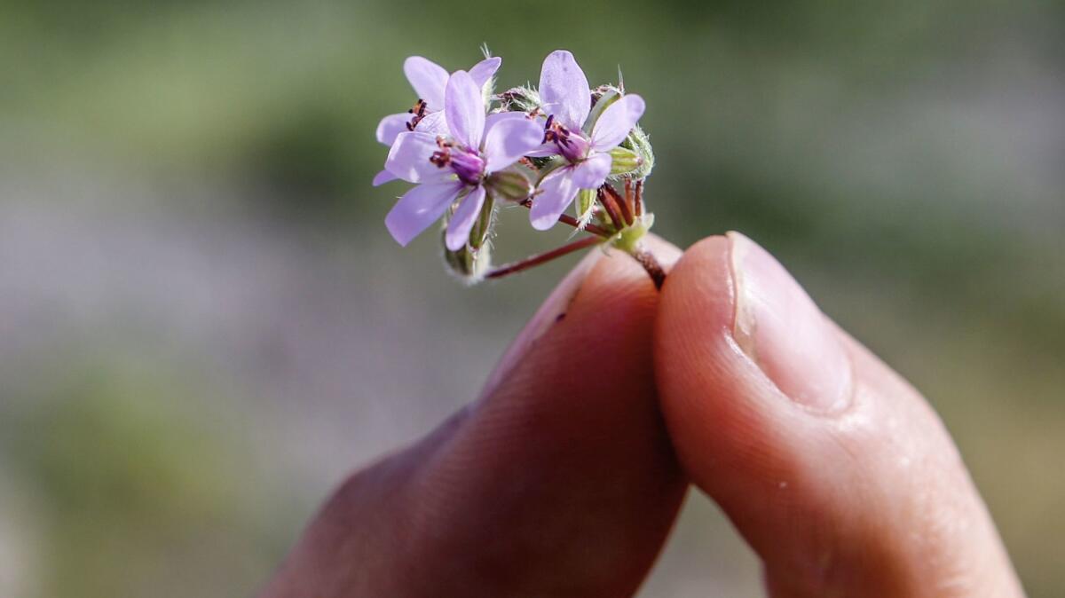 Storksbill is among the non-native weeds that have thrived after recent rains.