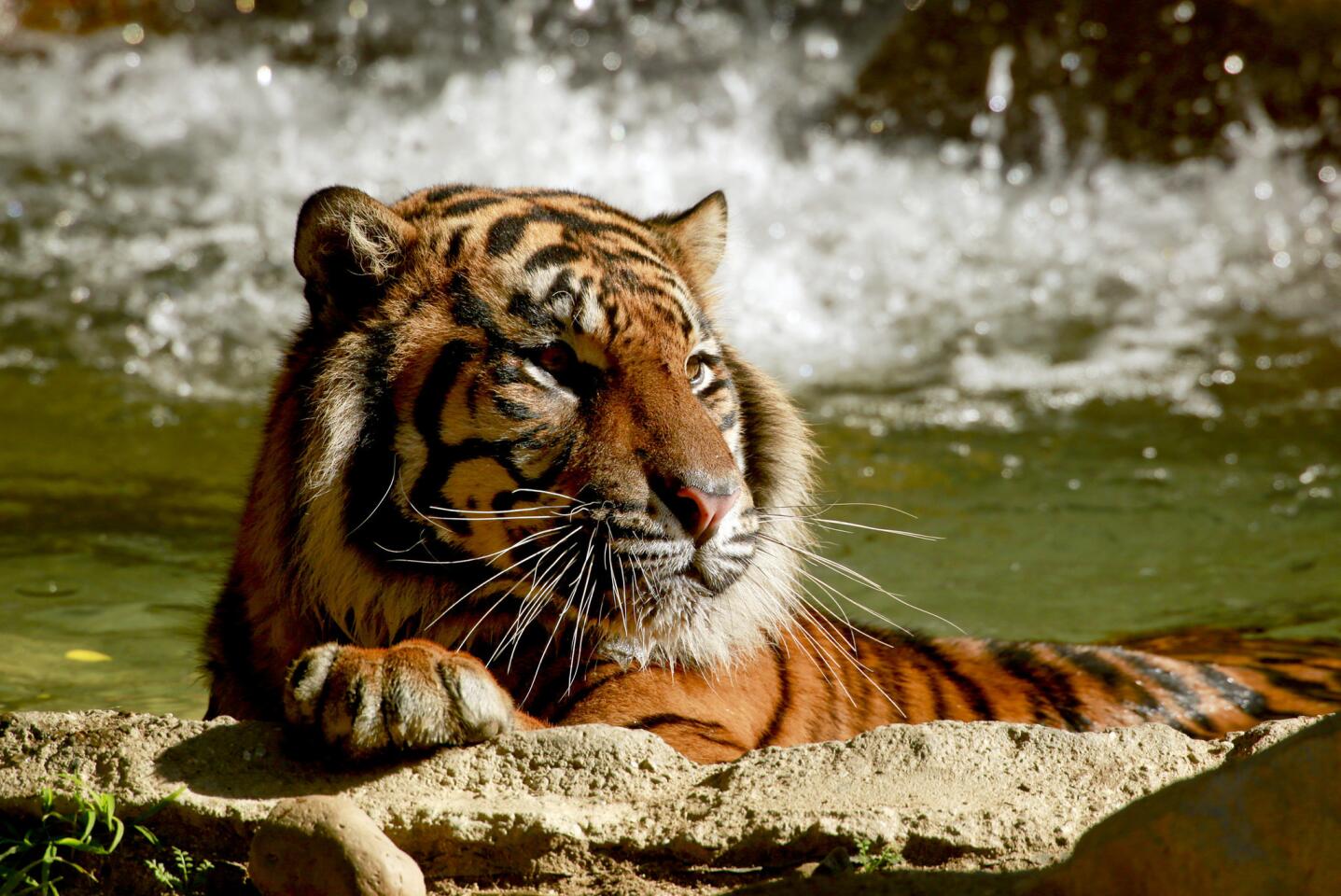 Sumatran tiger