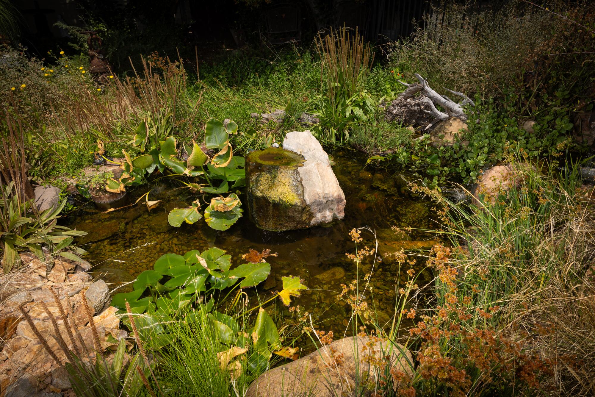 A small pond with water lilies, surrounded by boulders and native plants.