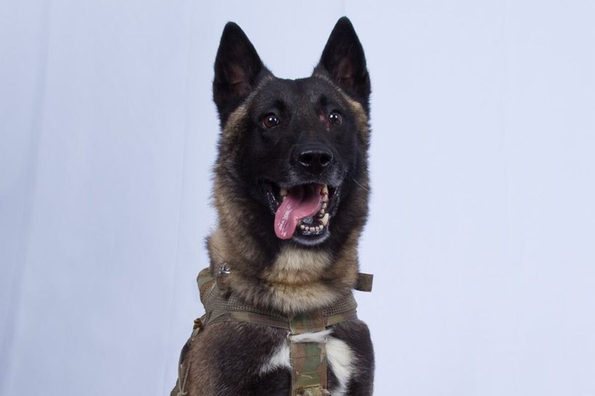 Shown is the photo tweeted by President Trump of the military dog that was injured while tracking down Islamic State leader Abu Bakr Baghdadi in Syria.