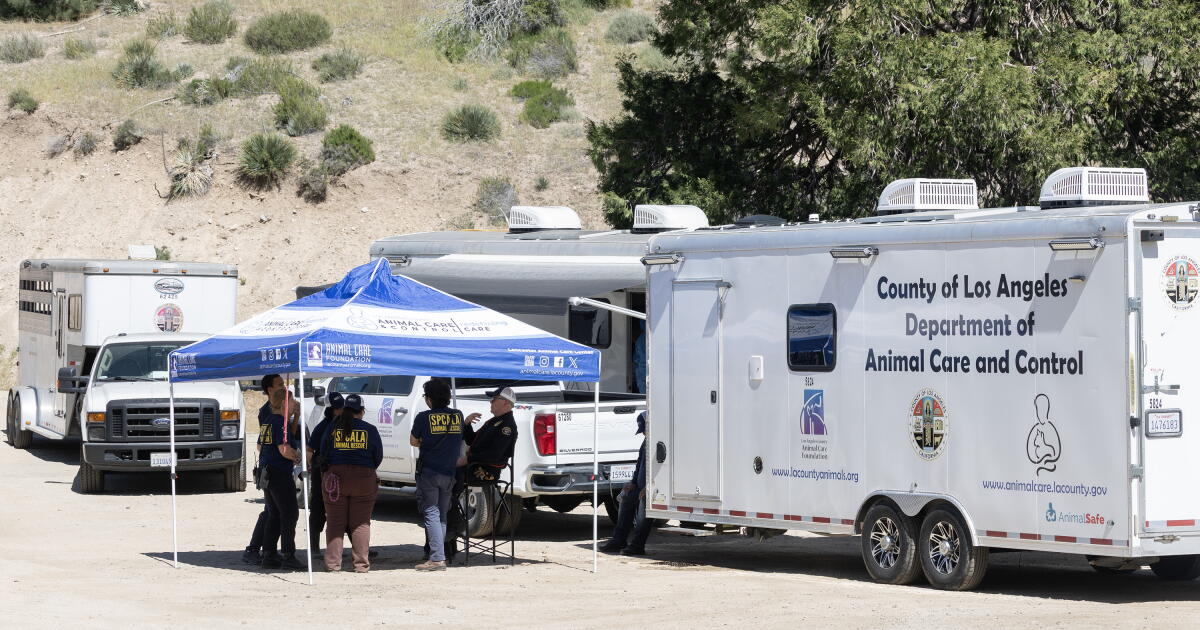D.A. announces criminal charges against Lake Hughes animal rescuer D.A. announces criminal charges against Lake Hughes animal rescuer