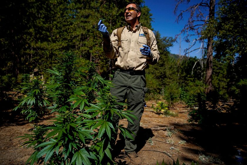 WHISKEY FALLS, CALIF. - AUGUST 20: Dr. Mourad Gabriel, Co-founder of the Integral Ecology Research Center speaks during a tour for officials including U.S. Attorney McGregor W. Scott of an illegal Marijuana cultivation site in the Sierra National Forest on Tuesday, Aug. 20, 2019 in Whiskey Falls, Calif. (Kent Nishimura / Los Angeles Times)
