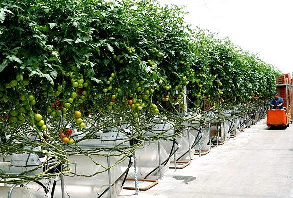 Houweling Nurseries  hydroponics
