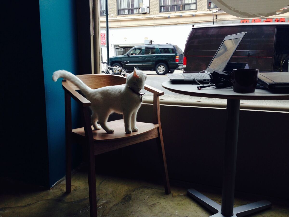 A cat in a New York City cat cafe may or may not check out what's on the screen.