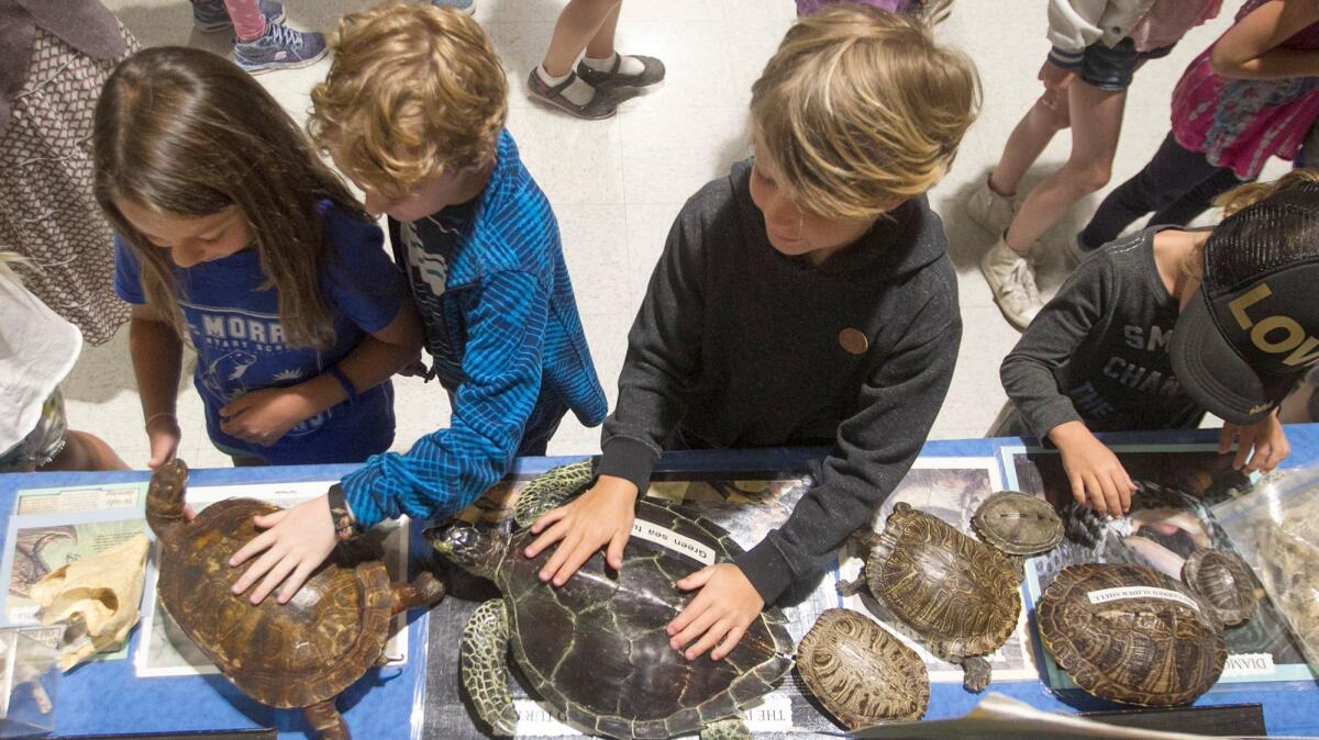 Students get a closer look of replica tortoises and turtles during a presentation on reptiles Friday at El Morro Elementary School.