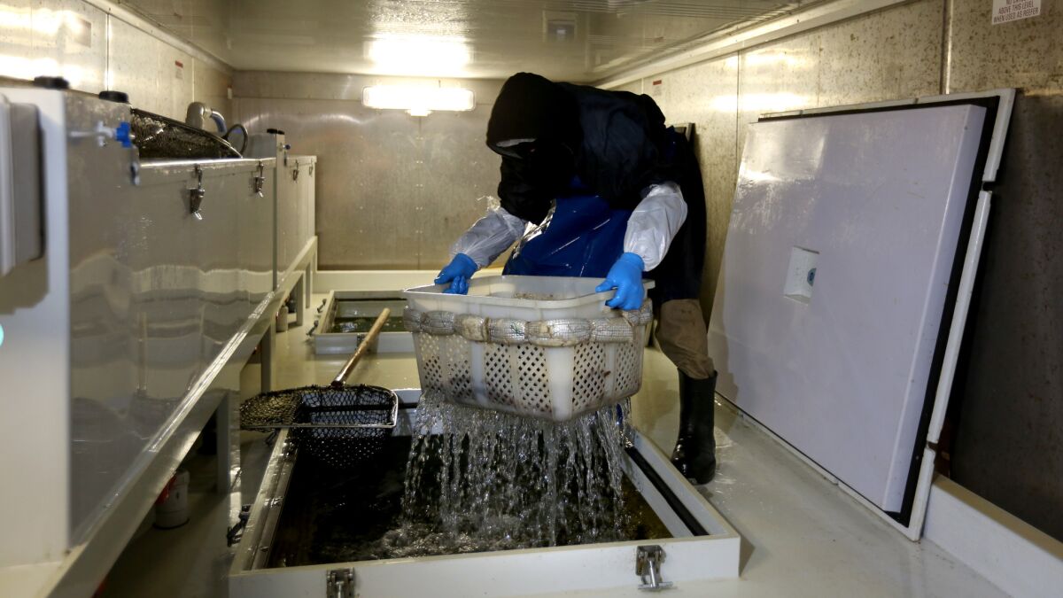 Luis Yanez hauls a basket full of flounder out of a saltwater tank that is used to transport live fish from South Korea.