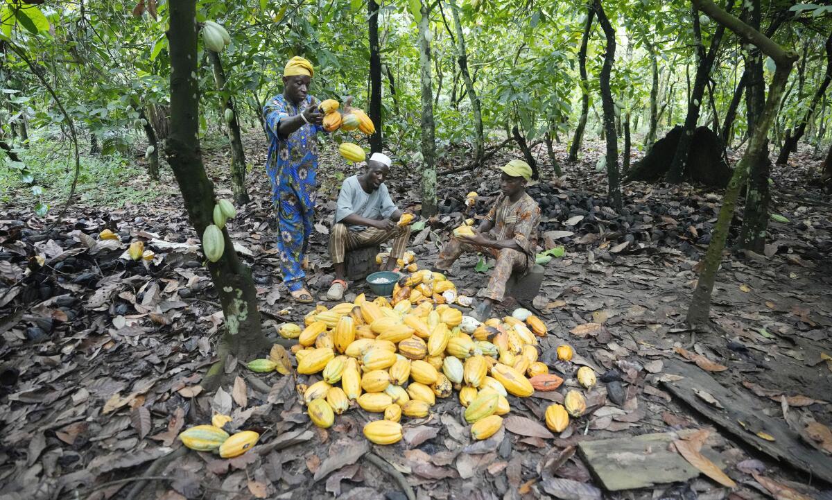 Agricultores rompen vainas de cacao dentro de la zona de conservación