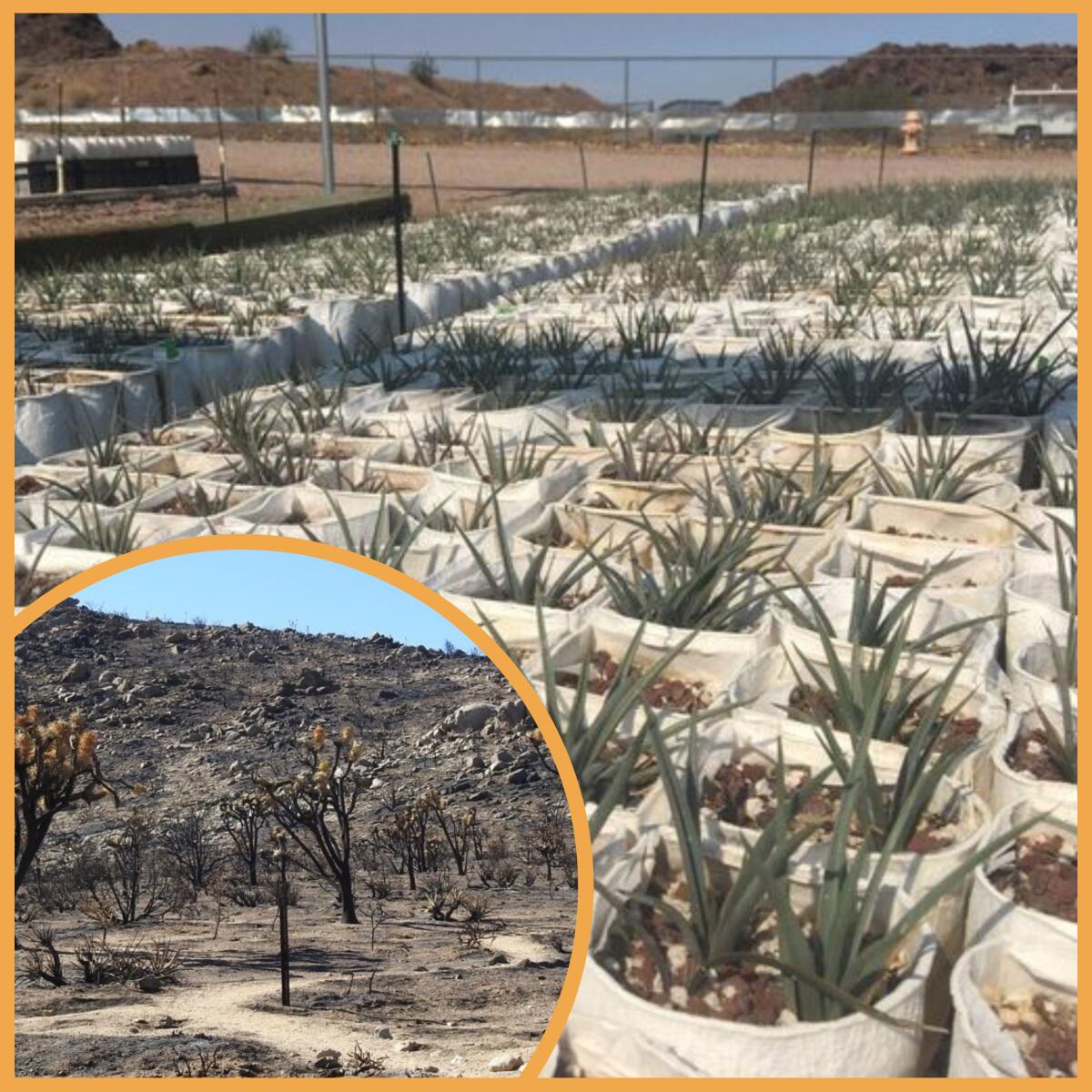 Baby Joshua trees are being grown to replant the burn area at Cima Dome in the Mojave National Preserve.