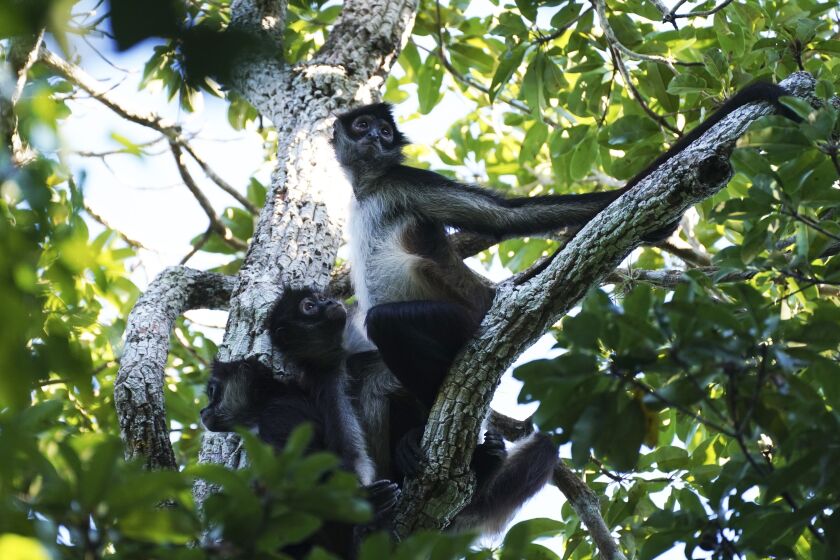 Monos araña están en un árbol en la Reserva de la Biósfera de Calakmul en la Península de Yucatán, México, el martes 10 de enero de 2023. La región de Calakmul alberga una de las poblaciones de jaguares más importantes de Mesoamérica, más de 350 especies de aves y un centenar de especies de mamíferos, además de otras en peligro de extinción: El tapir, el puma y el pavo ocelado. (Foto AP/Marco Ugarte)