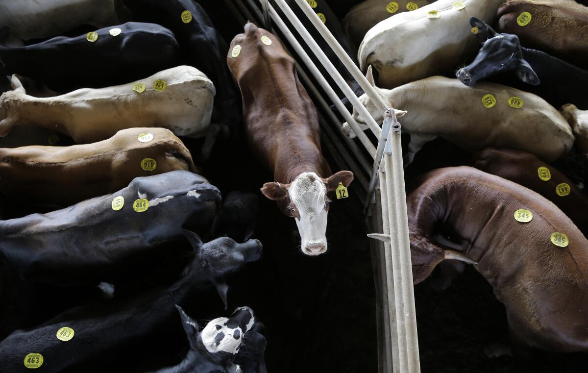 Tagged cattle are housed in a pen prior to auction in Giddings, Texas, in 2015.