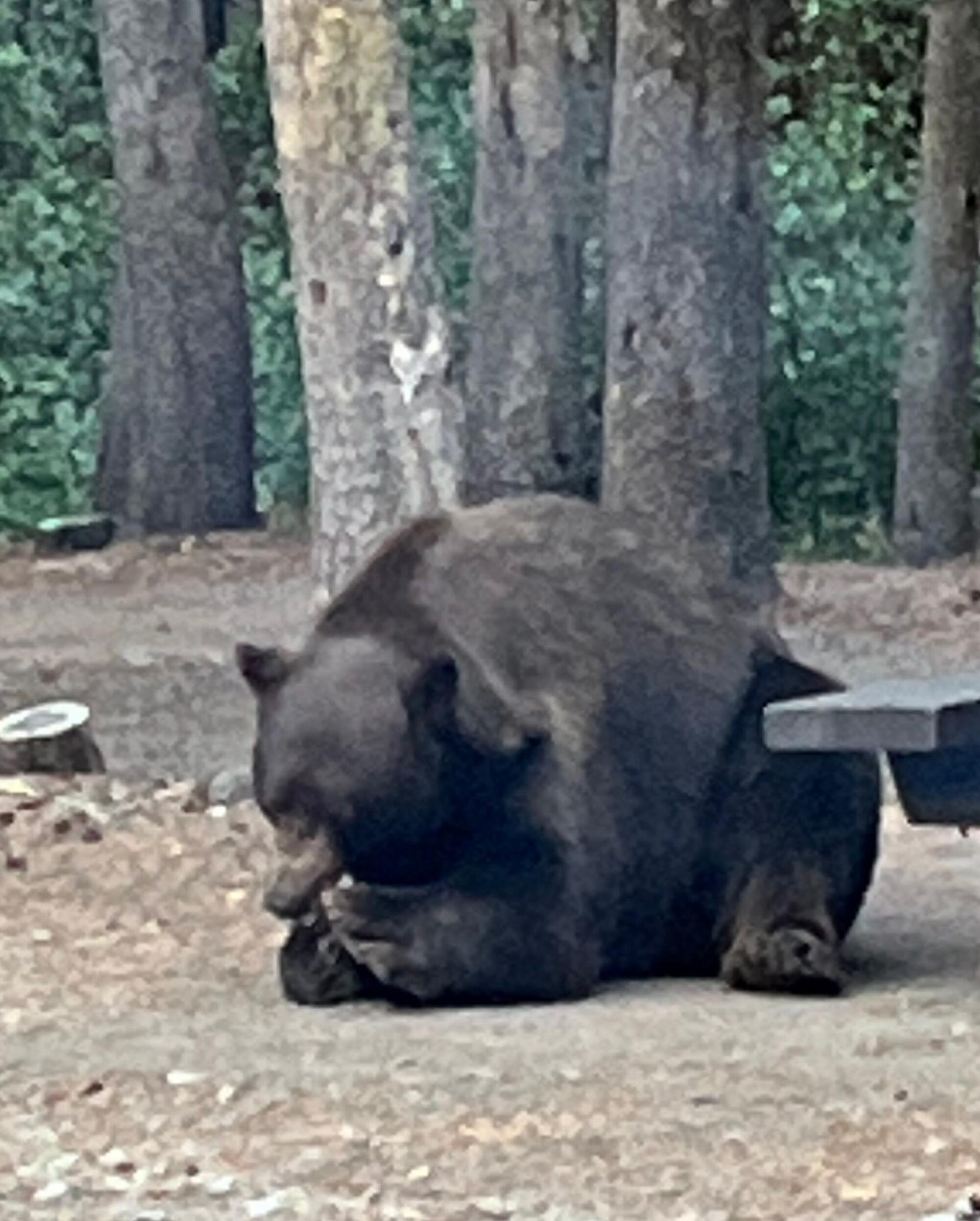 Victor the bear crouches over an object near a picnic table.