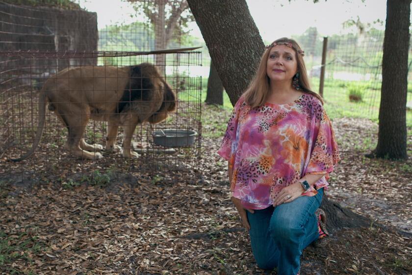A lion in a cage in the background and a woman wearing a pink shirt and jeans in the foreground