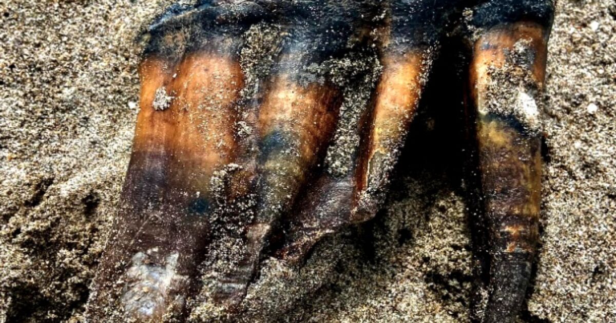 Santa Cruz museum receives mastodon tooth found on beach