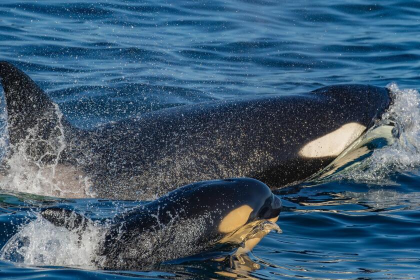A killer whale calf that is several months old swims with an adult killer whale in its pod during a hunting session.