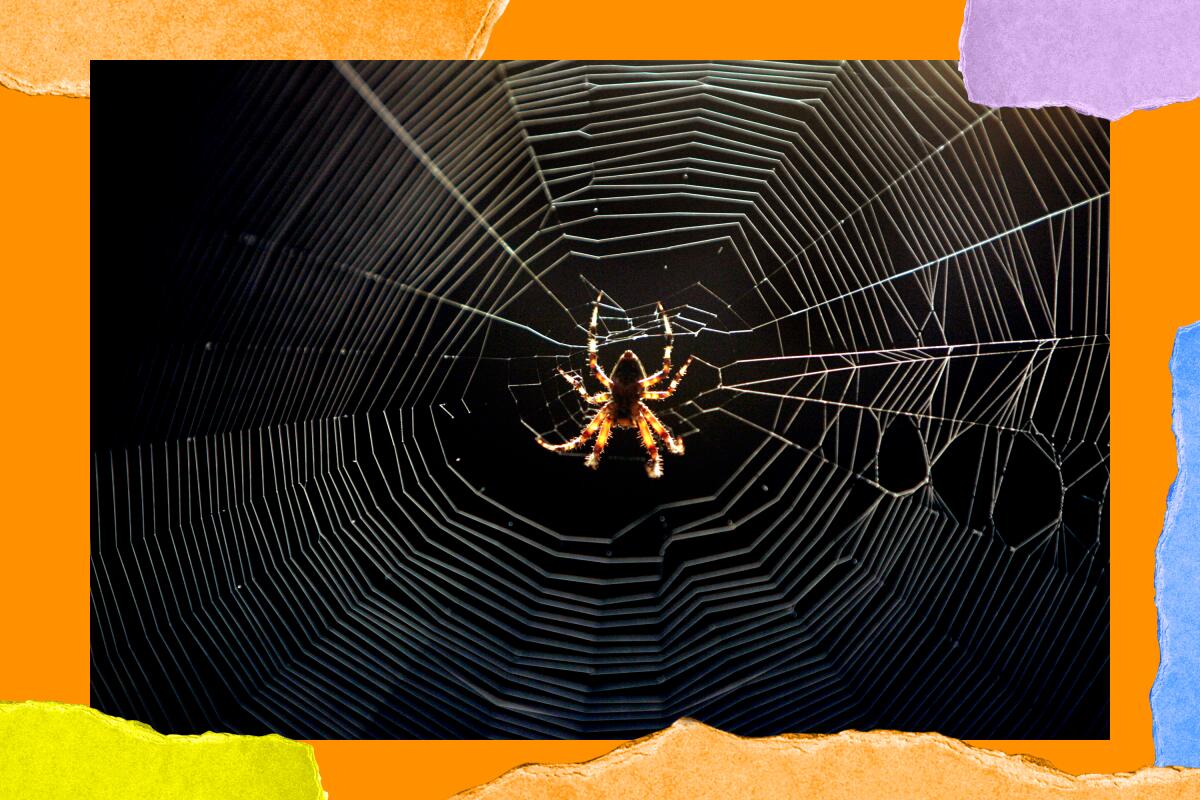 A spiderweb is backlit, with a large spider in the center.