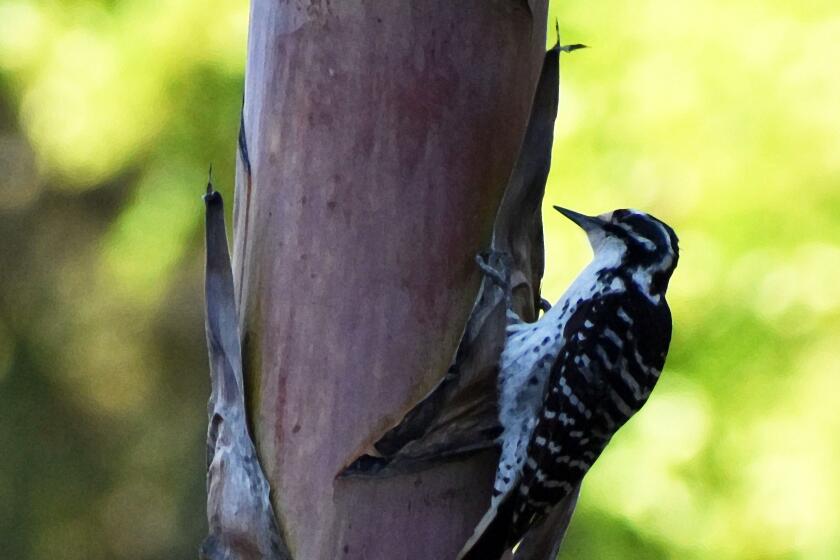 Doug Shields shared a photo he took of a female Nuttall's woodpecker keeping busy on the stalk of an agave.
