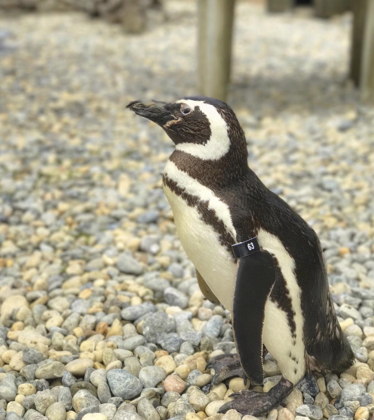 A Magellanic penguin at the San Francisco Zoo & Gardens
