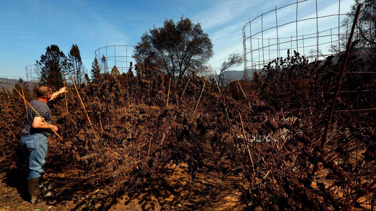 A Redwood Valley resident looks at his neighbor's marijuana grow that was destroyed in the Redwood Valley fire.