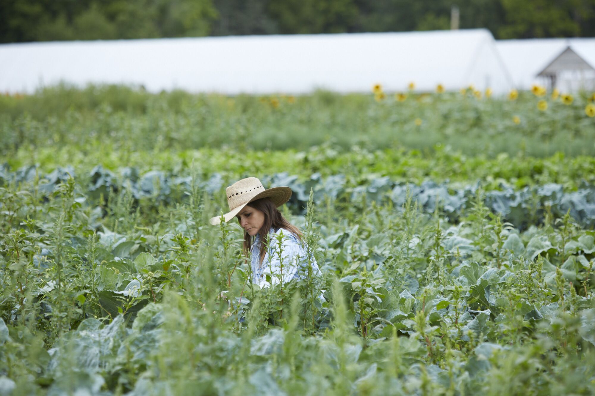 A woman wearing a hat stands in a field of tall plants.