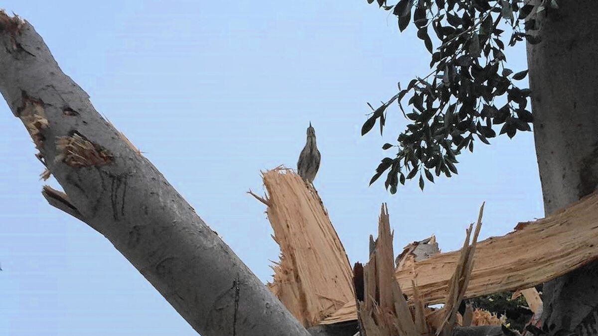 About a dozen birds too young to fly plummeted from a ficus tree felled by workers on a demolition project in Newport Beach. Five of the birds died, prosecutors say.