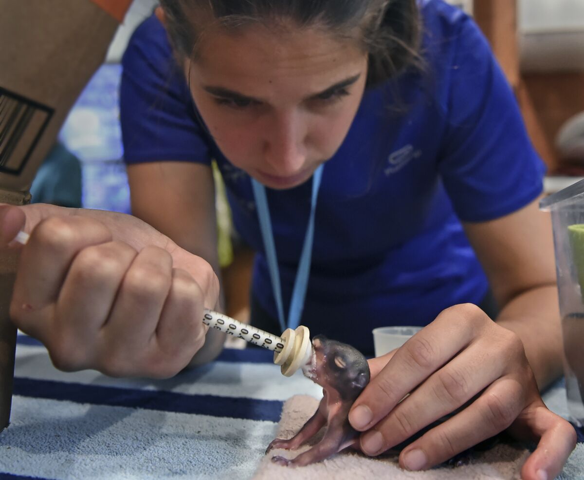 Lake Tahoe Wildlife Care intern Emilie Haziza feeds a one-day-old baby squirrel in this photo taken on July 29, 2021 at the center in South Lake Tahoe, Calif. Since 1978, the center has rescued, rehabilitated and released more than 17,000 orphaned and injured wild animals. (Andy Barron/The Reno Gazette-Journal via AP)