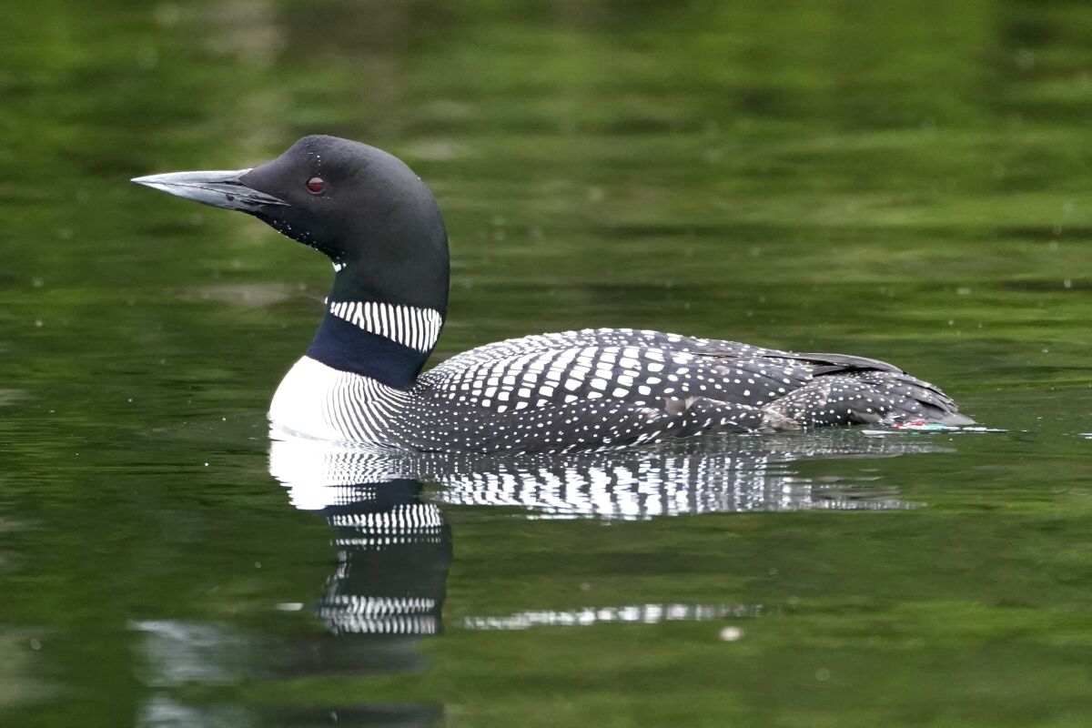 A loon swims on Squam Lake, Friday, June 25, 2021, in Holderness, N.H. Researchers in New Hampshire have long struggled to understand why loon numbers have stagnated on the lake, despite a robust effort to protect them. They are investigating whether contamination from PCBs could be impacting reproduction and believe oil laced with the chemicals was used on nearby dirt roads decades ago. (AP Photo/Elise Amendola)