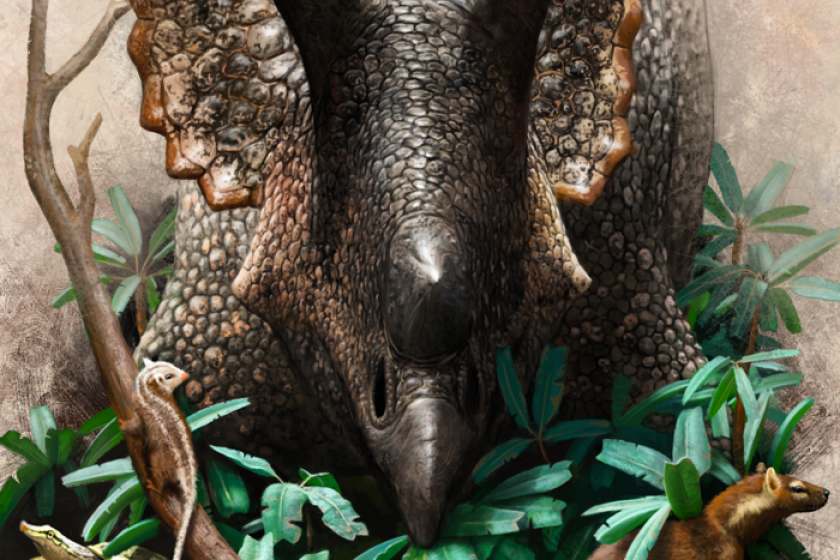 In this illustration, a Triceratops prorsus munches on cycads near primitive mammals and a softshell turtle.