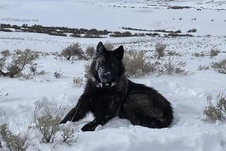 A female wolf pup is seen in North Park, Colo, in this February 2022 photograph. A handful of the predators have wandered into Colorado from Wyoming in recent years. ( Eric Odell/Colorado Parks and Wildlife via AP)