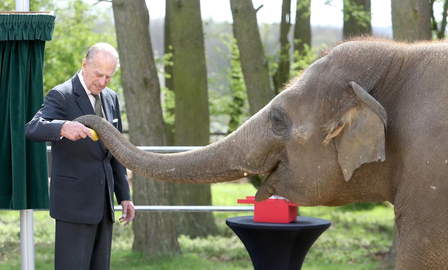 Prince Philip, Duke of Edinburgh, feeds Donna the elephant as he and Queen Elizabeth II visit the ZSL Whipsnade Zoo in 2017 in Dunstable, England.