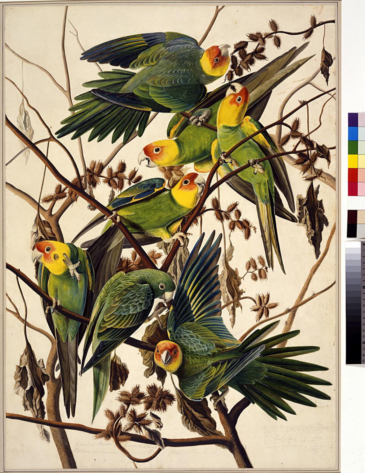 The extinct Carolina parakeet, as shown in a John James Audubon engraving.