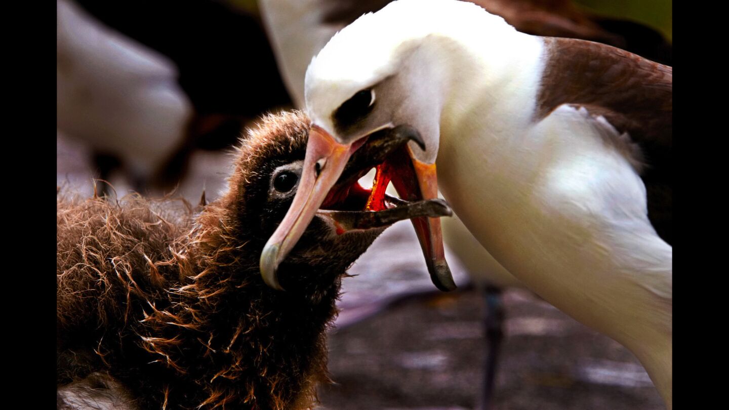 An adult laysan albatross regurgitates its catch to feed the growing chick on the Midway Atoll. Albatross parents scour the sea surface for fish and squid to bring back to nourish their single chick. Too often, they pick up bits of plastic debris. As many as 200,000 chicks -- about 40% of the total -- die on this island before getting a chance to take flight. Many of them succumb to dehydration, the plastic taking up too much room in their stomachs for proper nourishment.