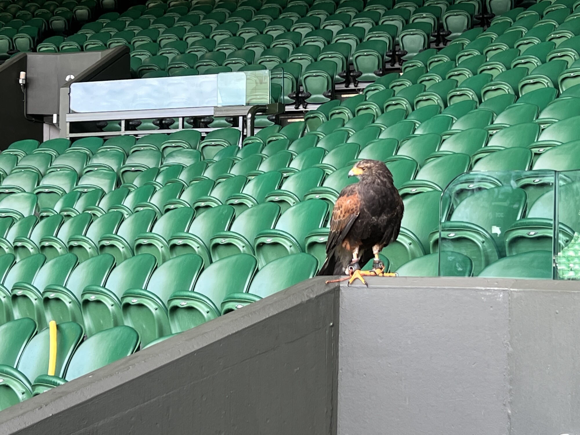 Rufus, le faucon de Harris qui patrouille à Wimbledon, se perche près des sièges.