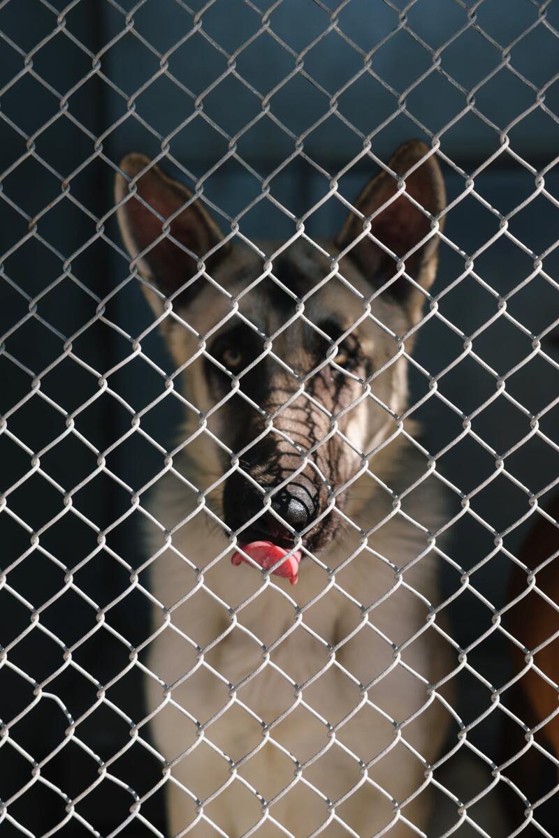A dog looks through a fence at Lancaster Animal Care Center.