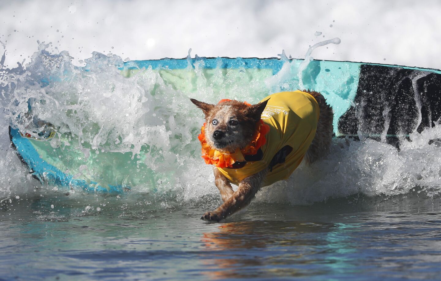 Skyler, a red heeler, surfs in the small division of the Helen Woodward Animal Center's 16th annual Surf Dog Surf-A-Thon.
