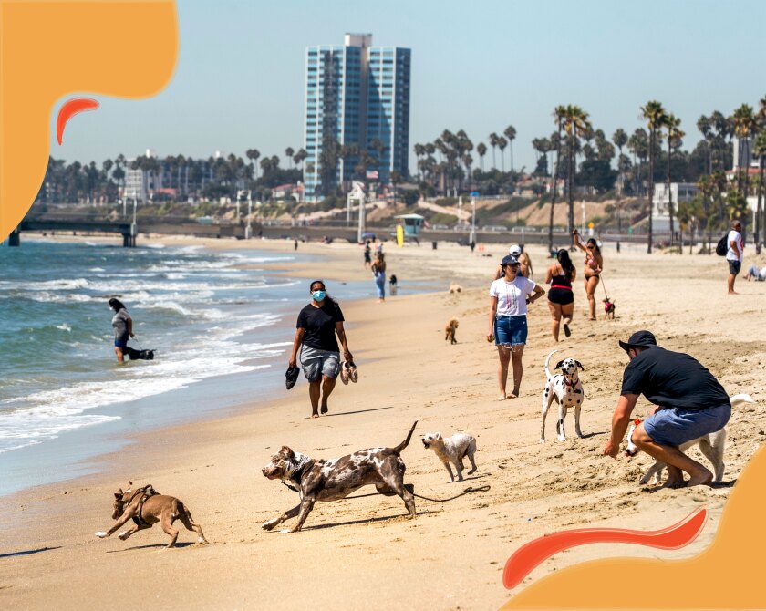 Dogs playing on the beach.