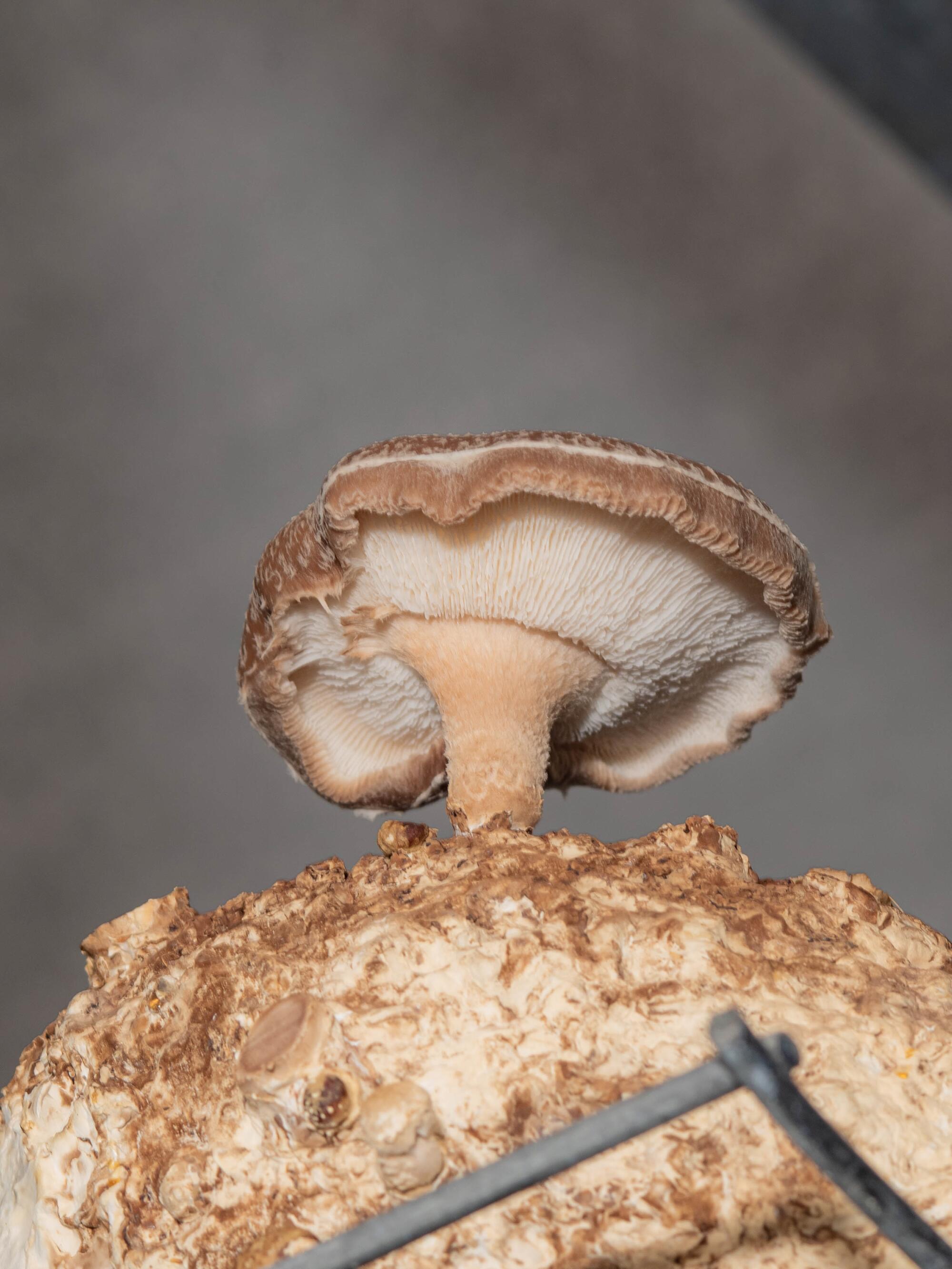 Close-up of a mushroom.