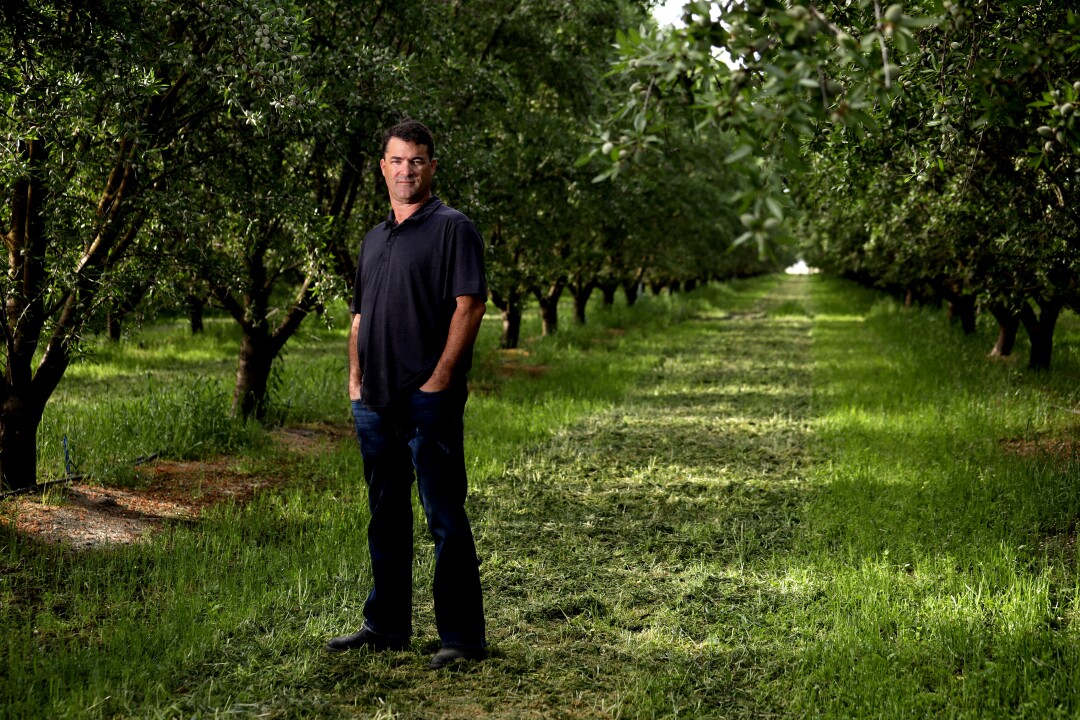 Dino Giacomazzi stands in an almond tree field.