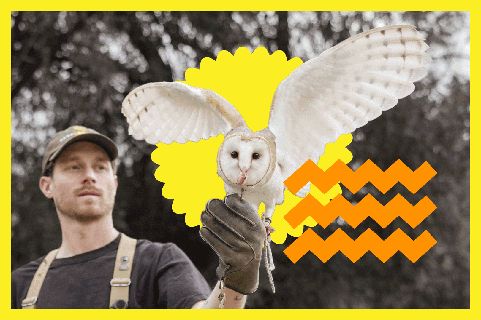 A human with a gloved hand holds a large, white owl.