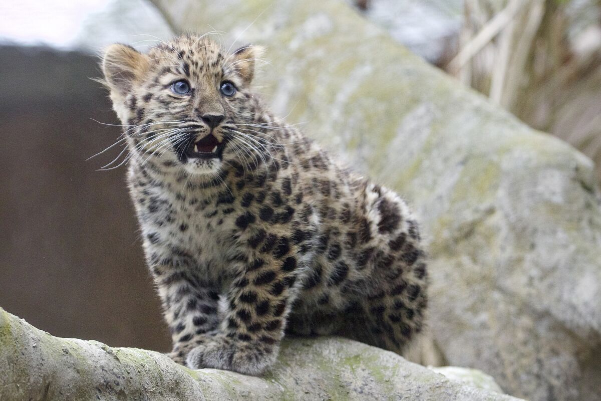In this photo provided by the Santa Barbara Zoo, is Marta, a rare Amur leopard cub, making her public debut at the Santa Barbara Zoo in Santa Barbara, Calif., on Thursday, Nov. 4, 2021. Marta was born in August and had remained off exhibit since then to bond with her mother. Amur leopards are native to northeast Asia and are critically endangered, according to the World Wildlife Fund. (Santa Barbara Zoo via AP)